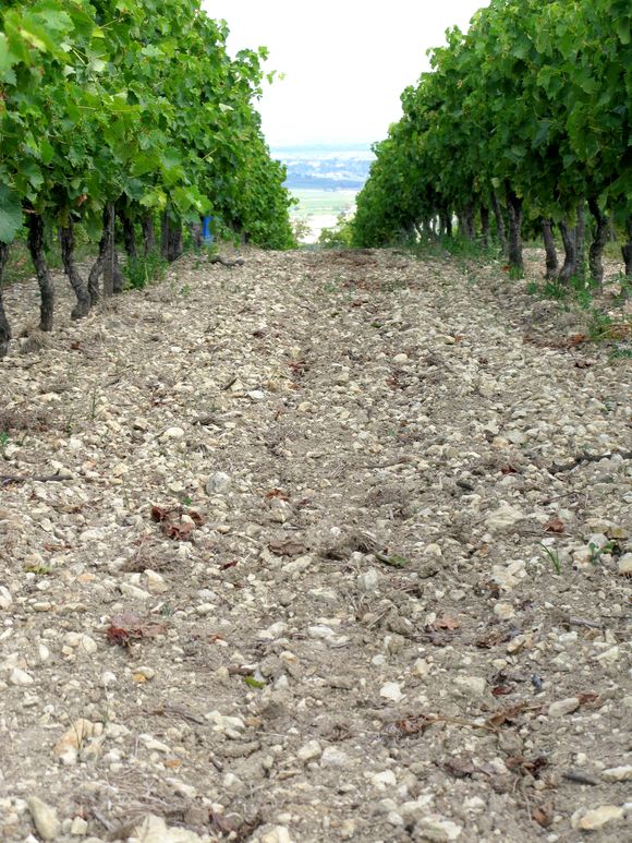 Snap Shots: The Soils of Grande Champagne